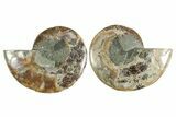 Cut & Polished Crystal-Filled Ammonite Fossil - Madagascar #354152-1